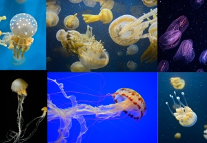 jelly collage